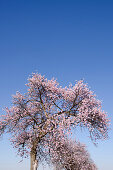 Almond trees in blossom near Bockenheim, Weinstrasse, Rhineland-Palatinate, Germany, Europe