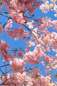 Japanese flowering cherry, Prunus serrulata, Germany, Europe