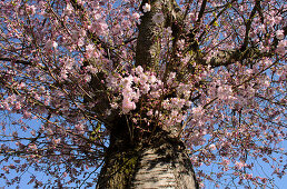 Japanische Zierkirsche, Prunus serrulata, Deutschland, Europa