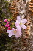 Japanische Zierkirsche, Prunus serrulata, Deutschland, Europa