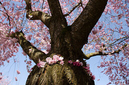 Japanische Zierkirsche, Prunus serrulata, Deutschland, Europa