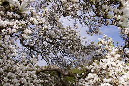 Tulpen-Magnolie, Magnolia x soulangeana, Magnolie, Deutschland, Europa