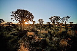 Köcherbäume in der Nähe von Keetmanshoop, Namibia, Afrika