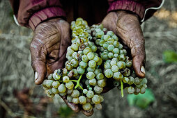 Hands of a black man carrying grapes, wine region near Stellenbosch, Western Cape, South Africa, Africa