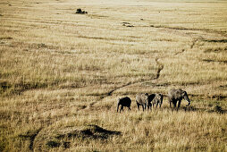 A group of elephants in the Masai Mara, Kenya, Africa