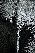 Rear view of an elephant, Kenya, Africa