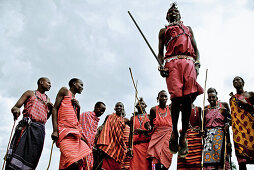 Die Morani Massai in der Altersklasse der jungen Krieger tanzen den Adumu, Kenia, Afrika