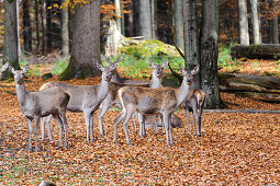 Red deer, animal enclosures, Neuschoenau in the National Park Centre Lusen, Bavarian Forest National Park, Bavaria, Germany