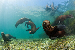 Kalifornische Seelöwen, Zalophus californianus, San Benito Island, Mexiko