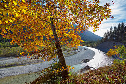 Isar und Buche im Gegenlicht zwischen Wallgau und Vorderriß, Oberbayern, Bayern, Deutschland