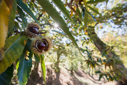 Chestnuts, near Calizzano, province of Savona, Italian Riviera, Liguria, Italy