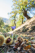 Chestnuts and meadow saffron, near Calizzano, province of Savona, Italian Riviera, Liguria, Italy