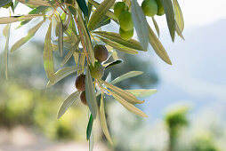 Olives, near Castelvecchio di Rocca Barbena, province of Savona, Italian Riviera, Liguria, Italy