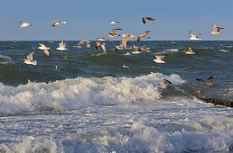 Seagulls in the surf, Baltic sea coast near Boergerende, Rostock, Mecklenburg-Vorpomerania, Germany