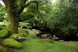 Wanderer im Dartmoor-Nationalpark, Devon, South West England, England, Großbritannien