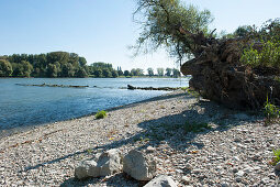 Pasture landscape at the mouth of the Isar river, Moos, Lower Bavaria, Bavaria, Germany