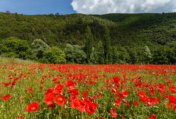 Mohnfeld, Mohnblüte, Tal der Nera, Vallo di Nera, Valnerina, Franziskus von Assisi, Via Francigena di San Francesco, Franziskusweg, Provinz Terni, Umbrien, Italien, Europa