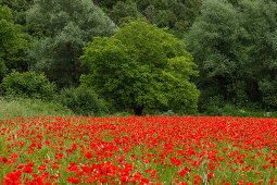 Poppy field in the valley of the Nera river, Vallo di Nera, Valnerina, St. Francis of Assisi, Via Francigena di San Francesco, St. Francis Way, province of Terni, Umbria, Italy, Europe