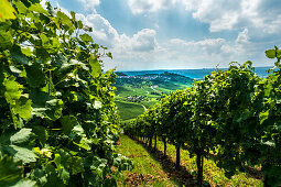 Weinberge am Kappelberg, Rotenberg und Untertürkheim im Hintergrund, Stuttgart, Baden-Württemberg, Deutschland