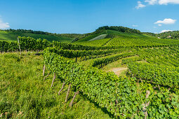 Weinberge am Kappelberg, Fellbach, Baden-Württemberg, Deutschland