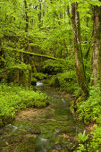 grüner Wald nahe Arbois, Jura, Frankreich