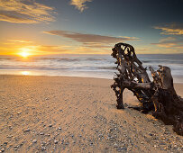Driftwood on the beach at Ship Creek, West Coast, Tasman Sea, South Island, New Zealand