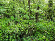 Baumfarne, Whirinaki Forest Park, Bay of Plenty, Nordinsel, Neuseeland