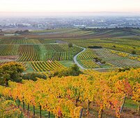 Autumn vines, Vineyards, Baden near Vienna, Lower Austria, Austria