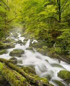 moosbedeckte Steine, Zufluss der Orbe, Vallorbe, Waadt, Schweiz