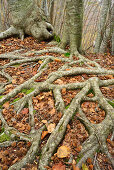 Beech trees roots on forest floor, Tuskany, Italy