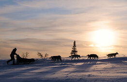 Hundeschlittenfahrt am Avvakko, Lappland, Schweden