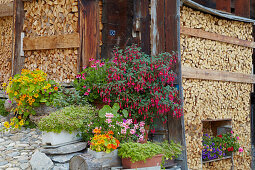 Idylle mit Feuerholz und Blumen, Splügen, Rhein, Hinterrhein, Kanton Graubünden, Schweiz, Europa