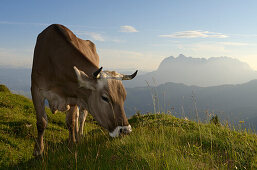 Cattle at Eggenalm, Wilder Kaiser mountains in background, Waidring, Tyrol, Austria
