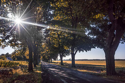 Maple Alley near Ruednitz, Brandenburg, Germany