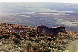 Exmoor Ponies, Wild horses, Exmoor, near Porlock, Somerset, England, Great Britain