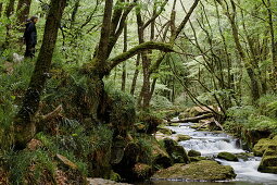 River Fowey at Golitha Falls National Nature Reserve, Bodmin Moor, Cornwall, England, Grossbritannien