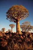 Quiver trees in the quiver tree forest, Keetmanshoop, Namibia, Africa