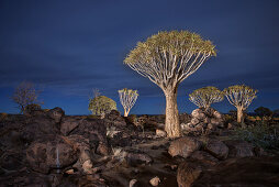Lichtmalerei von Köcherbäumen im Köcherbaumwald, Keetmanshoop, Namibia, Afrika