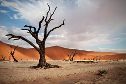 Dead camel thorn trees with red dunes at Dead Vlei, around Sossusvlei, Namib Naukluft National Park, Namibia, Namib desert, Africa
