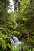 Lotenbachklamm, Wutachschlucht, near Bonndorf,  Black Forest, Baden-Wuerttemberg, Germany