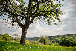 blühende Streuobstwiese im Frühling, Kloster Lorch, Stauferland nahe Schwäbisch Gmünd, Schwäbische Alb, Baden-Württemberg, Deutschland