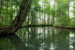 River flowing through Spreewald, UNESCO biosphere reserve, Luebbenau, Brandenburg, Germany, Europe