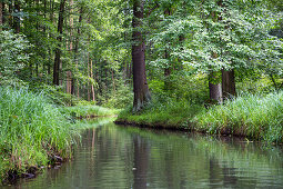Fließ im Spreewald, Hochwald, UNESCO Biosphärenreservat, Lübbenau, Brandenburg, Deutschland