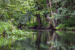 River flowing through Spreewald, UNESCO biosphere reserve, Luebbenau, Brandenburg, Germany, Europe