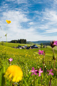 Traditional farm house and flower meadow, Guetenbach, near Furtwangen, Black Forest, Baden-Wuerttemberg, Germany