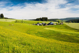 traditional farm house and flower meadow, Guetenbach, near Furtwangen, Black Forest, Baden-Wuerttemberg, Germany