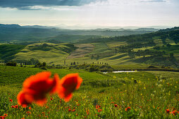 Landschaft und Klatschmohnfeld, bei Pienza, Val d'Orcia, Provinz Siena, Toskana, Italien, UNESCO Welterbe