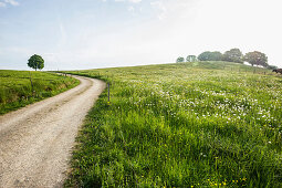 Frühlingswiese im Hexental, bei Freiburg im Breisgau, Schwarzwald, Baden-Württemberg, Deutschland