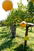 Bauer bei der Zitronenernte, Cottage Casa Zisola, Noto, Syrakus, Sizilien, Italien