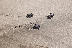Young turtles crawling over sandy beach to the sea, Praia, Santiago, Cape Verde